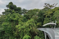 Zdjęcie: most dla pieszych całkowicie zatapia się w końcowym fragmencie w ścianę bujnej zieleni.